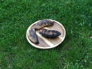 Acacia round Plate / Platter